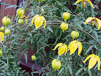 Tangutica group of clematis (golden clematis)