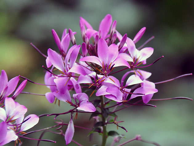 Клеома Хасслера / Cleome Hassleriana