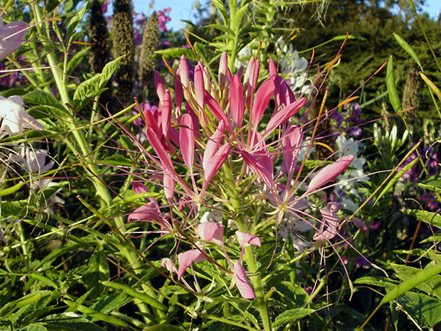 Клеома колючая / Cleome Spinosa