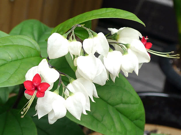 Клеродендрум Томсона / Clerodendrum thomsoniae