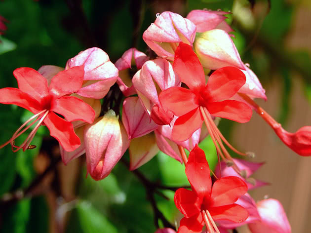 Клеродендрум блискучий / Clerodendrum splendens