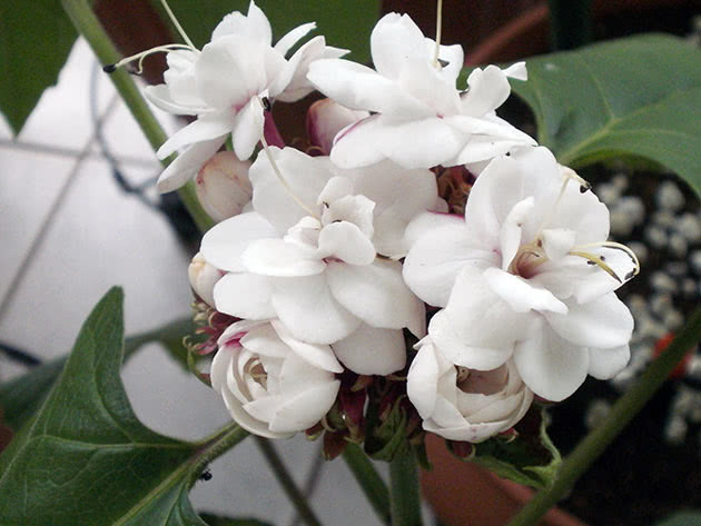 Клеродендрум філіппінський / Clerodendrum philippinum
