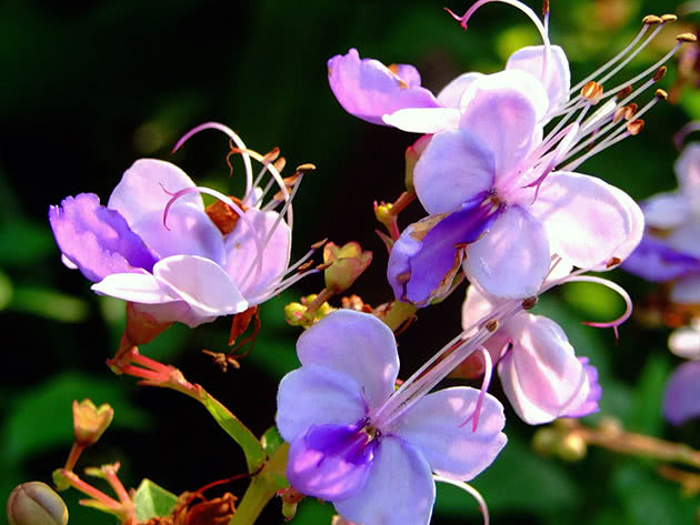 Клеродендрум угандійський / Clerodendrum ugandense