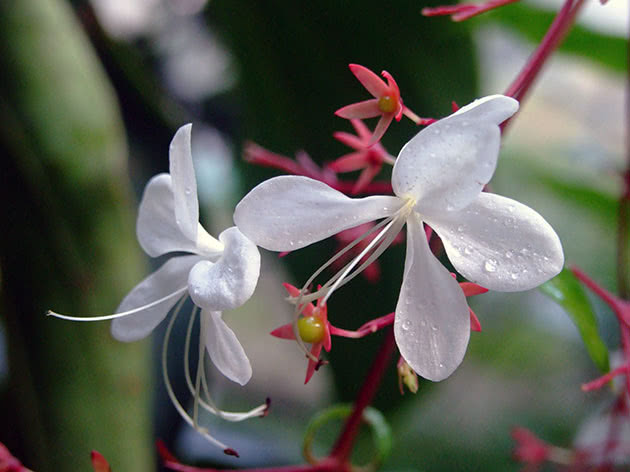 Клеродендрум Уолліча, або клеродендрум Просперо / Clerodendrum wallichii