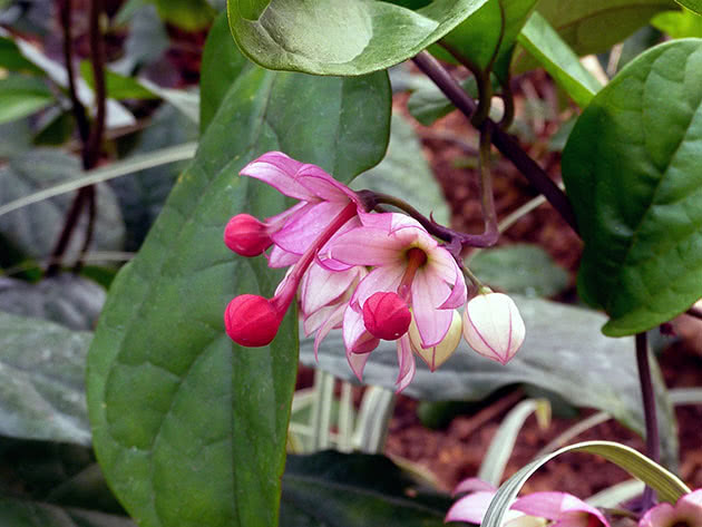 Клеродендрум прекрасний, або найпрекрасніший / Clerodendrum speciosum