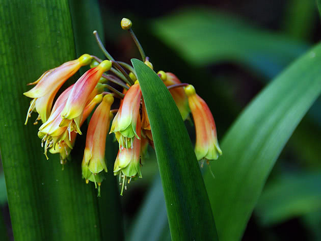 Кливия Гардена / Clivia gardenii