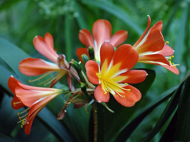 Кливия прекрасная / Clivia nobilis