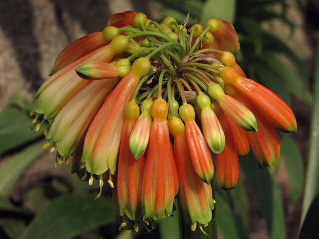 Кливия киноварная / Clivia miniata