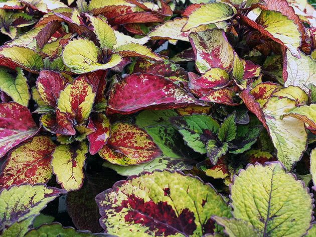 Колеус / Coleus Honey Crisp