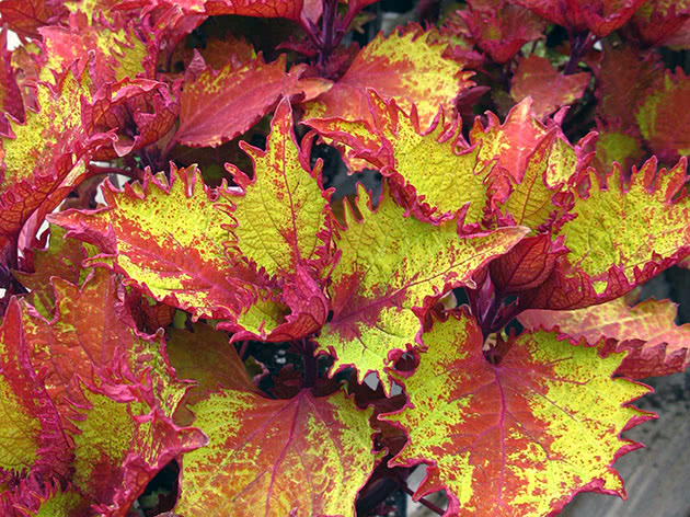 Колеус / Coleus Henna