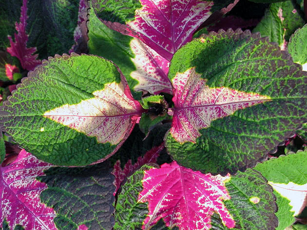 Колеус / Coleus Magilla Perilla