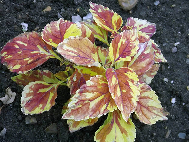 Колеус / Coleus gingernut