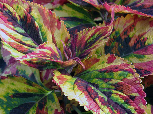 Колеус трехцветный / Coleus Tricolor