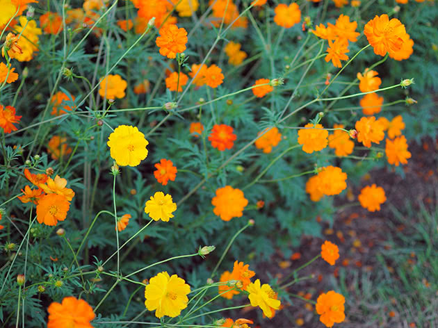 Космея серно-желтая / Cosmos sulphureus