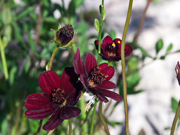 Космея кроваво-красная / Cosmos atrosanguineus
