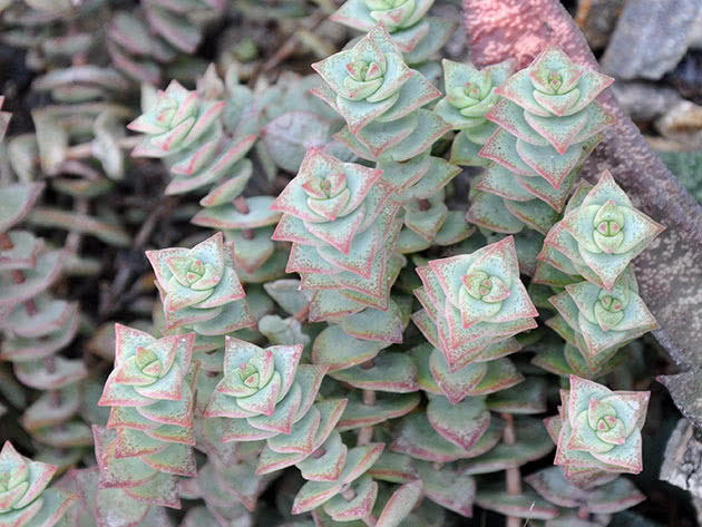 Крассула перфората, или продырявленная / Crassula perforata