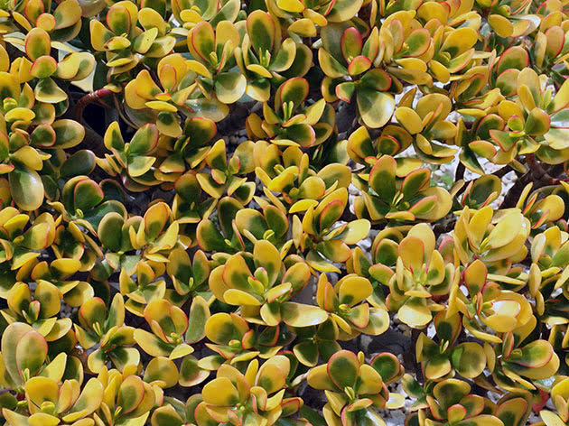 Крассула овальна / Crassula ovata
