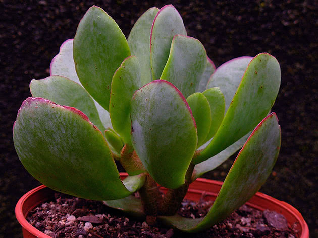 Крассула древовидная / Crassula arborescens