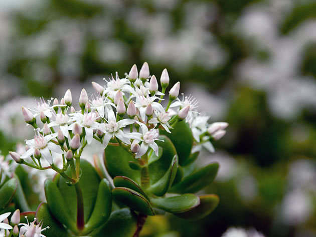 Крассула яйцеподібна / Crassula ovata