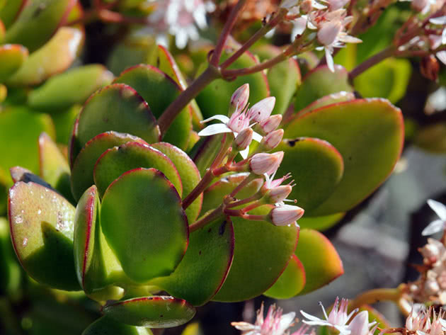 Крассула овальная / Crassula ovata
