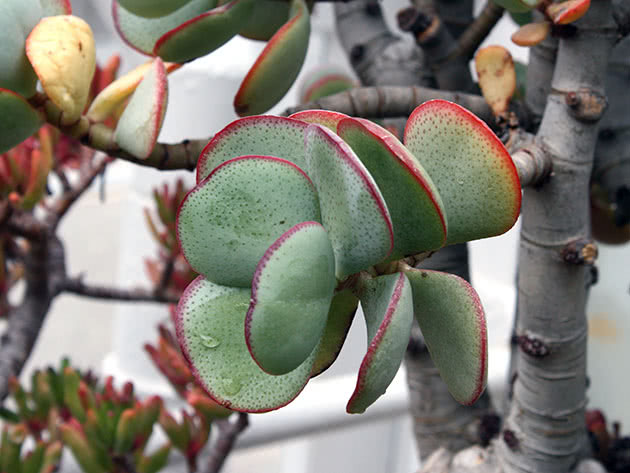 Крассула древовидная / Crassula arborescens