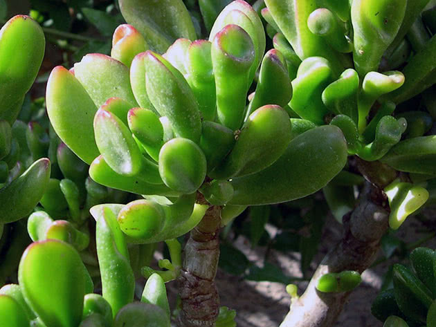 Крассула портулаковая / Crassula portulacea