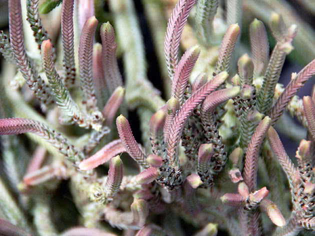 Крассула плауновидная / Crassula lycopodioides