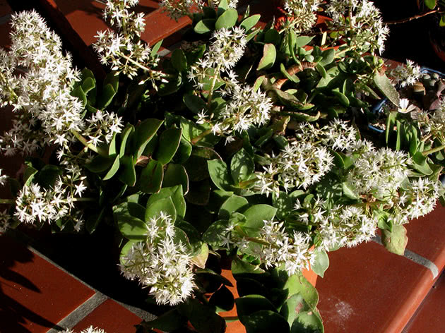 Крассула лактеа, или млечная / Crassula lactea