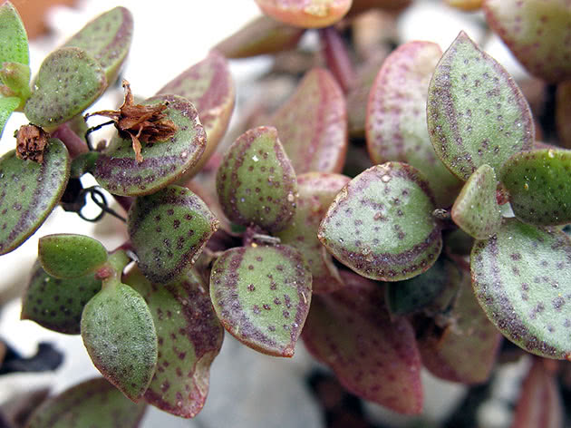 Крассула точечная / Crassula picturata