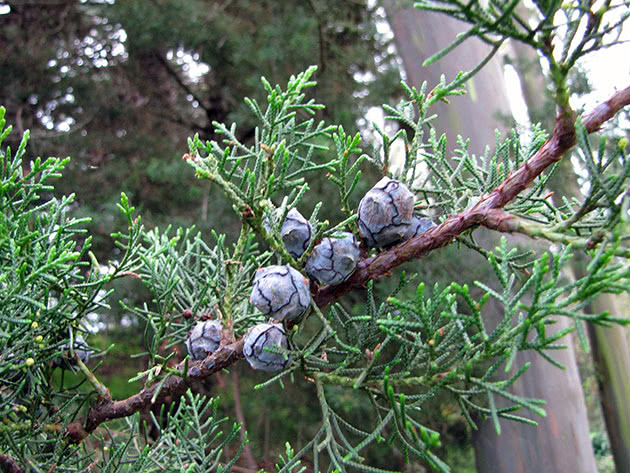 Кипарис аризонский / Cupressus arizonica
