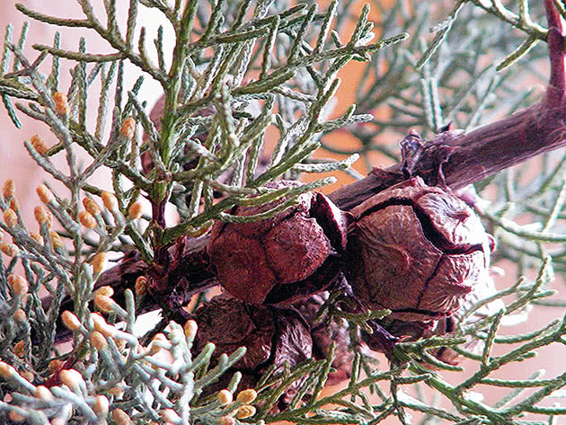 Кипарис вечнозеленый / Cupressus sempervirens