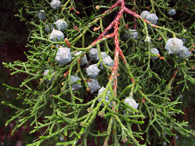 Кипарис лузитанский, или мексиканский / Cupressus lusitanica