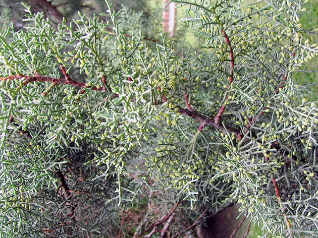 Кипарис кашмирский / Cupressus cashmeriana