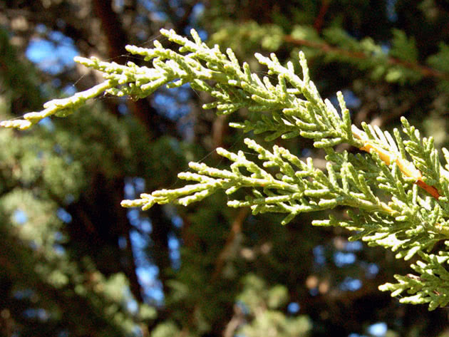 Кипарис крупноплодный / Cupressus macrocarpa