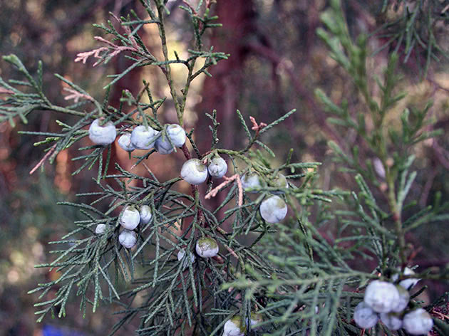 Кипарис плакучий / Cupressus funebris