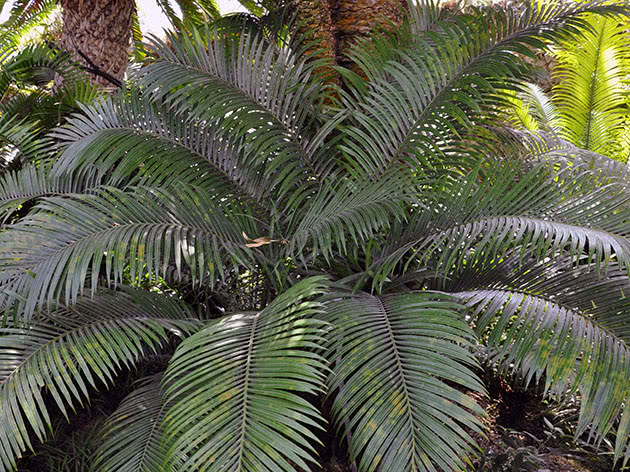 Цикас завитой, или цикас улитковидный / Cycas circinalis = Cycas neocaledonica