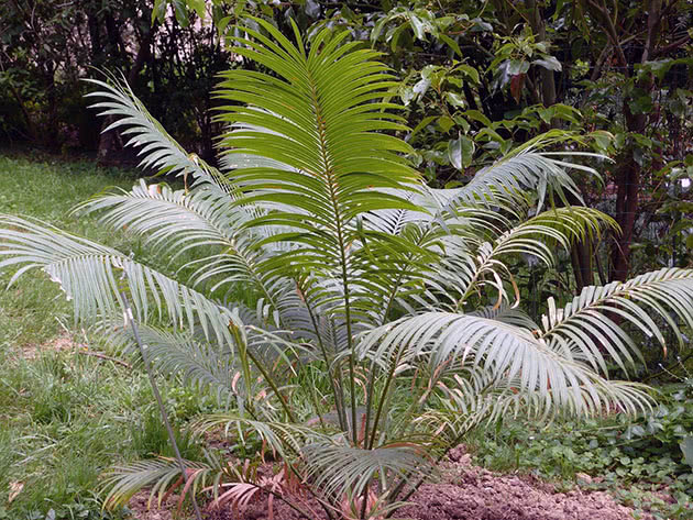 Цикас Румфа / Cycas rumphii