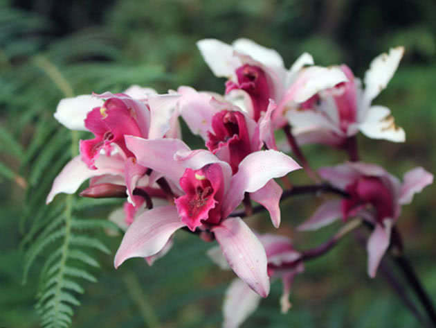 Цимбидиум замечательный / Cymbidium insigne