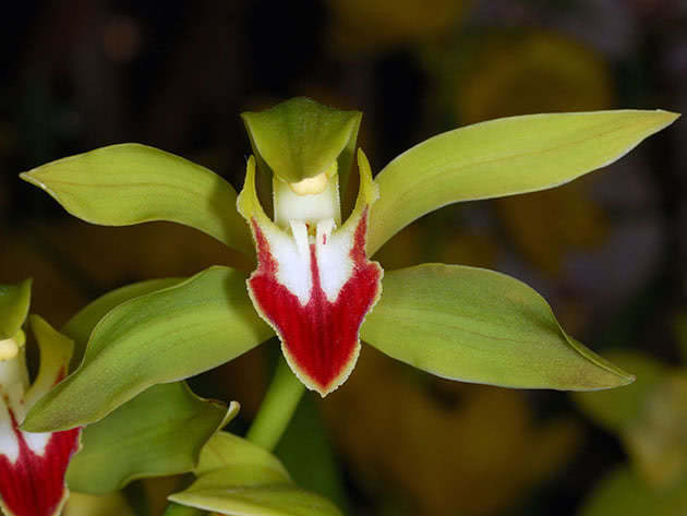 Цимбидиум Лоу / Cymbidium lowianum