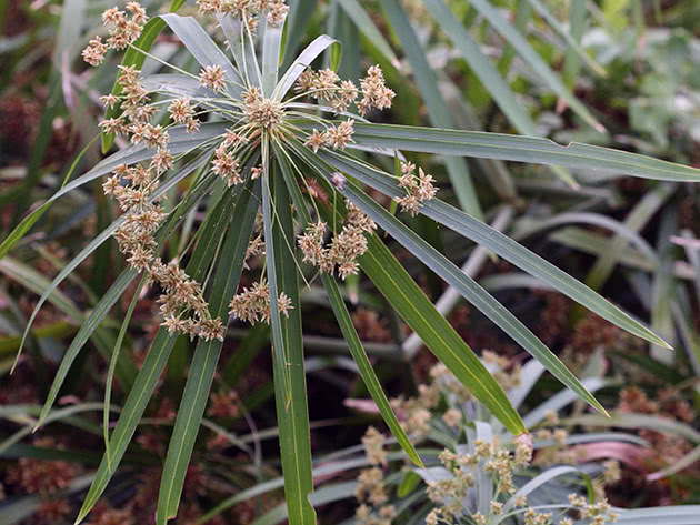 Циперус очереднолистный / Cyperus alternifolius