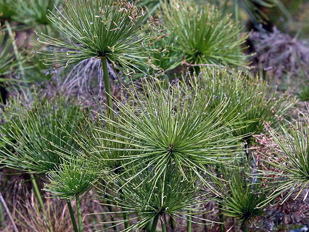 Циперус папирус / Cyperus papyrus
