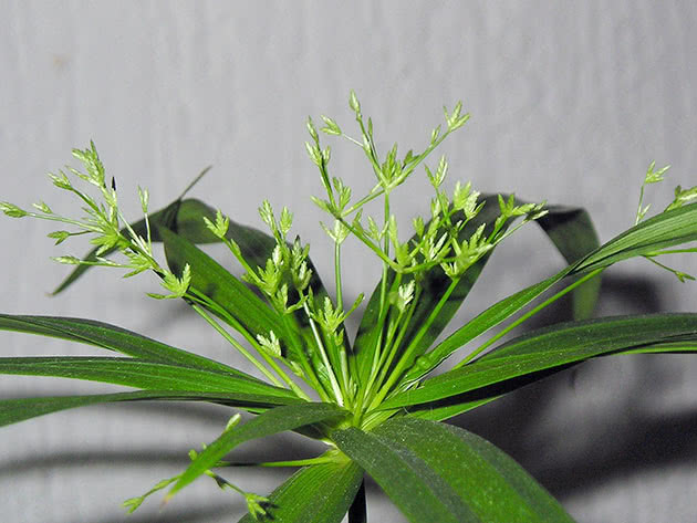 Циперус раскидистый / Cyperus diffusus