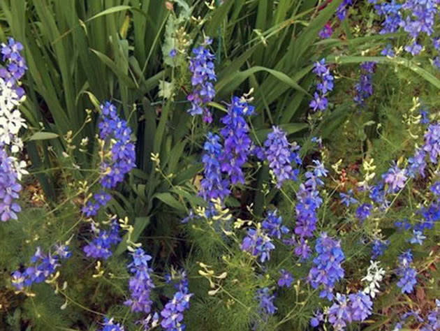 Дельфиниум Полевой (Delphinium Consolida)