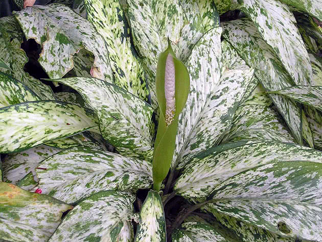 Диффенбахия пестрая, или раскрашенная / Dieffenbachia picta