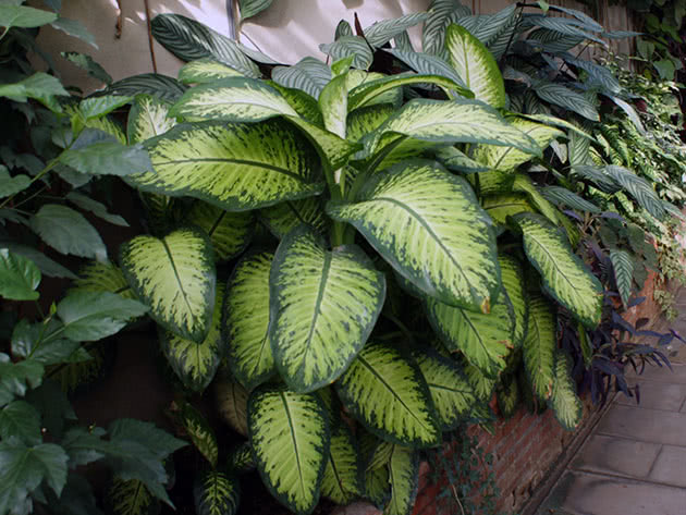 Диффенбахия прелестная, или приятная / Dieffenbachia amoena