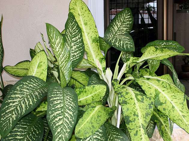 Диффенбахия Сегуина / Dieffenbachia seguina