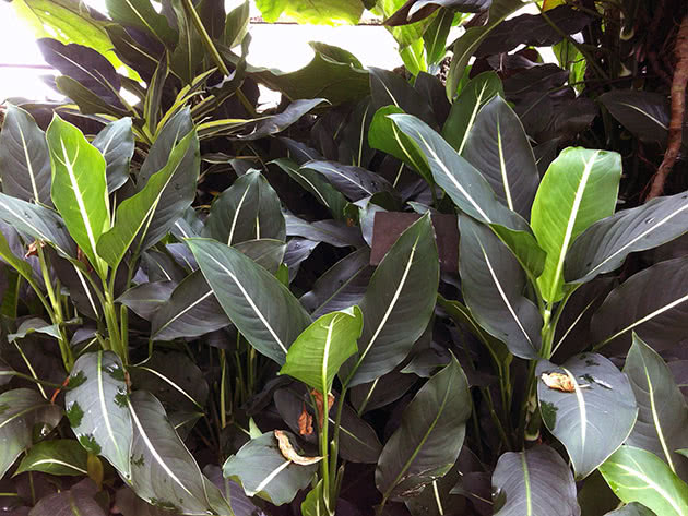 Диффенбахия Эрстеда / Dieffenbachia oerstedii