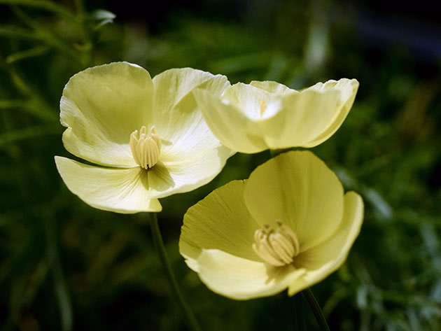 Эшшольция дернистая / Eschscholzia caespitosa