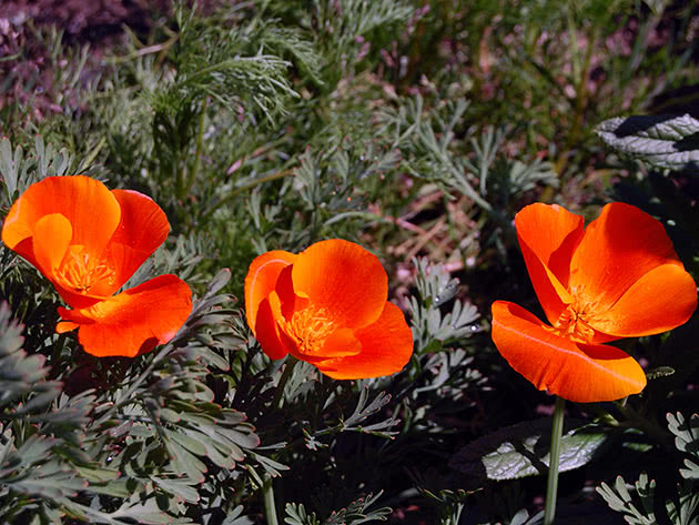 Эшшольция калифорнийская / Eschscholzia californica