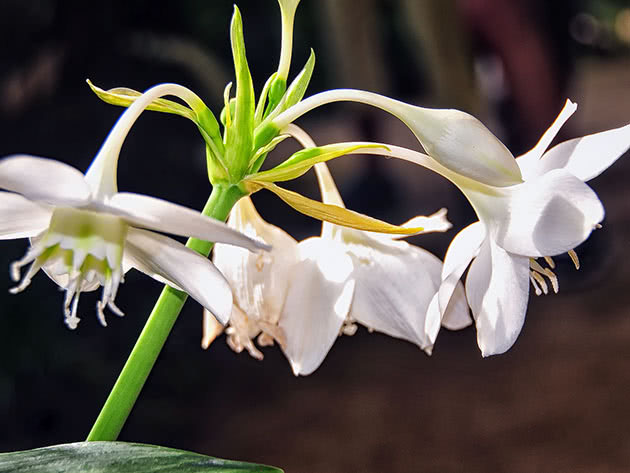 Еухарис крупноквітковий / Eucharis grandiflora